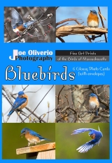 6-Bluebird-Card-Set-Index-2017