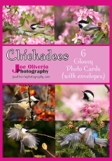 6-chickadee-Card-Set-2016Index